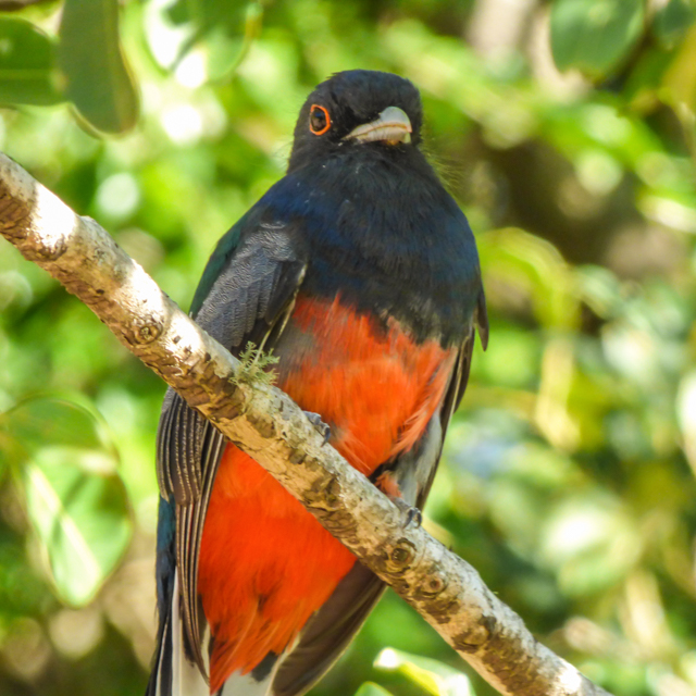 Surucuá-variado (Trogon surrucura)