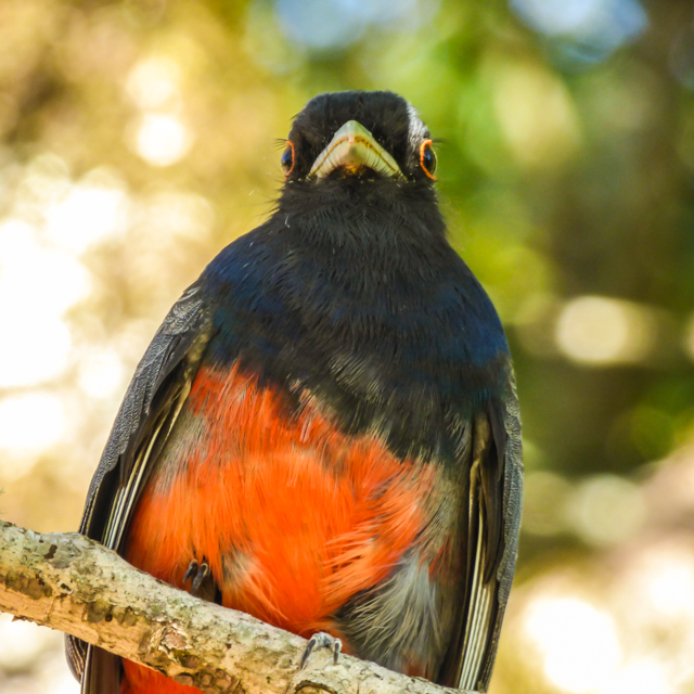 Surucuá-variado (Trogon surrucura)