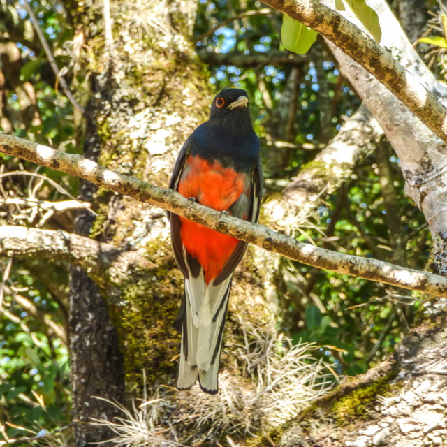 Surucuá-variado (Trogon surrucura)