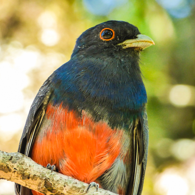 Surucuá-variado (Trogon surrucura)