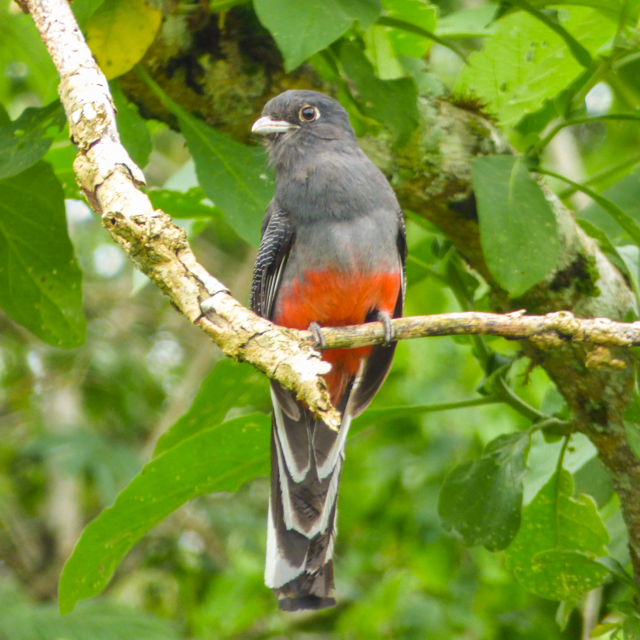 Surucuá-variado fêmea (Trogon surrucura)