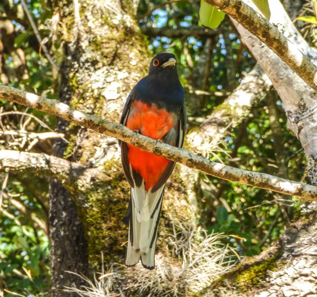 Surucuá-variado | Trogon surrucura