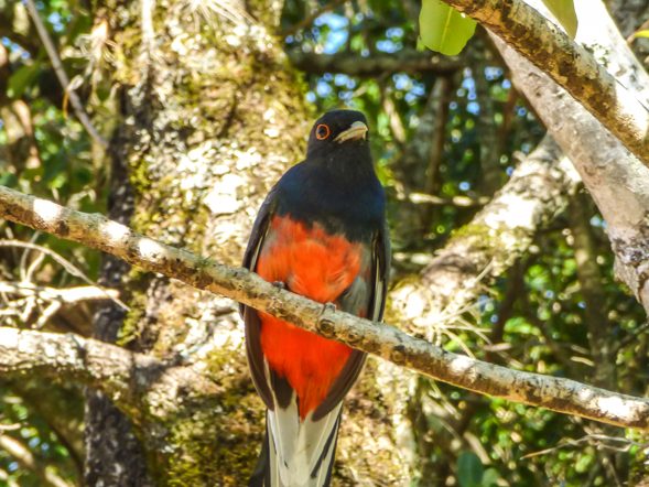 Surucuá-variado | Trogon surrucura