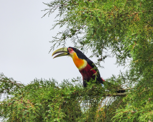 Red-breasted Toucan | Ramphastos dicolorus