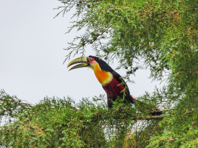 Tucano-de-bico-verde | Ramphastos dicolorus