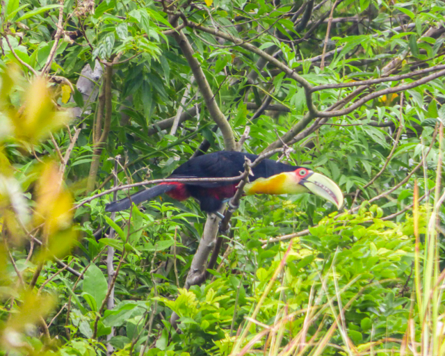 Red-breasted Toucan | Ramphastos dicolorus