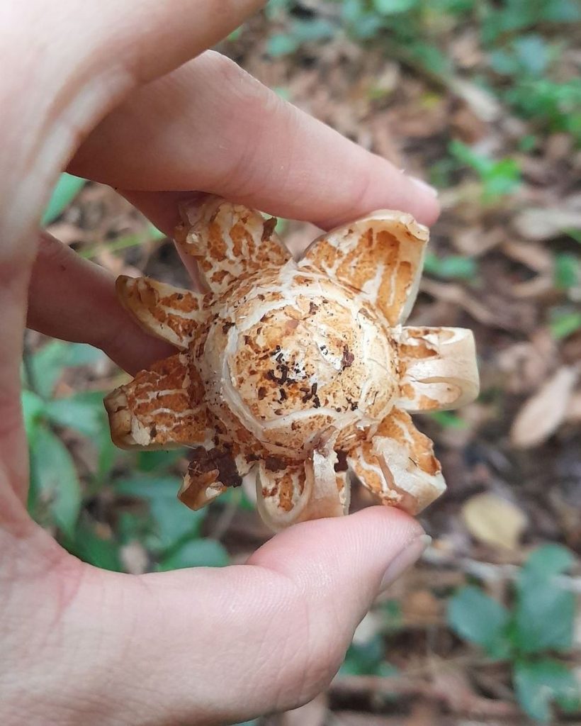 Geastrum triplex na Serra Gaúcha