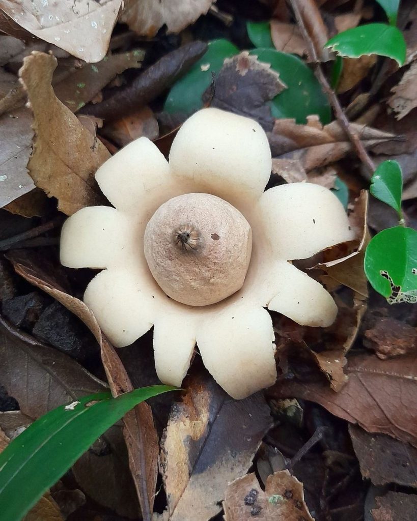 Geastrum triplex