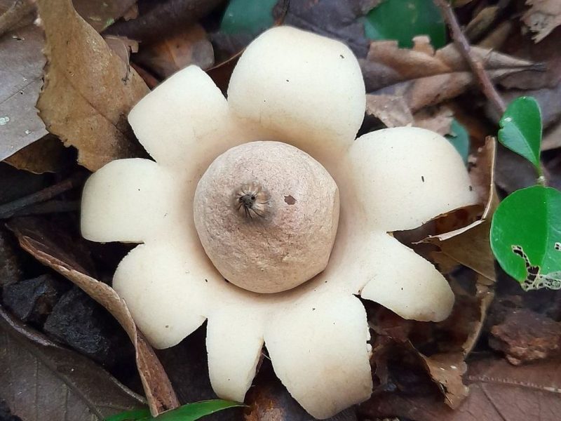 Geastrum triplex | Fungo Estrela da Terra de Colar