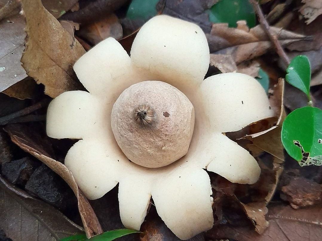 Geastrum triplex | Fungo Estrela da Terra de Colar