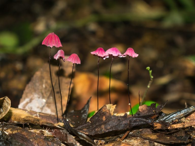 Marasmius haematocephalus | Marasmo rosa