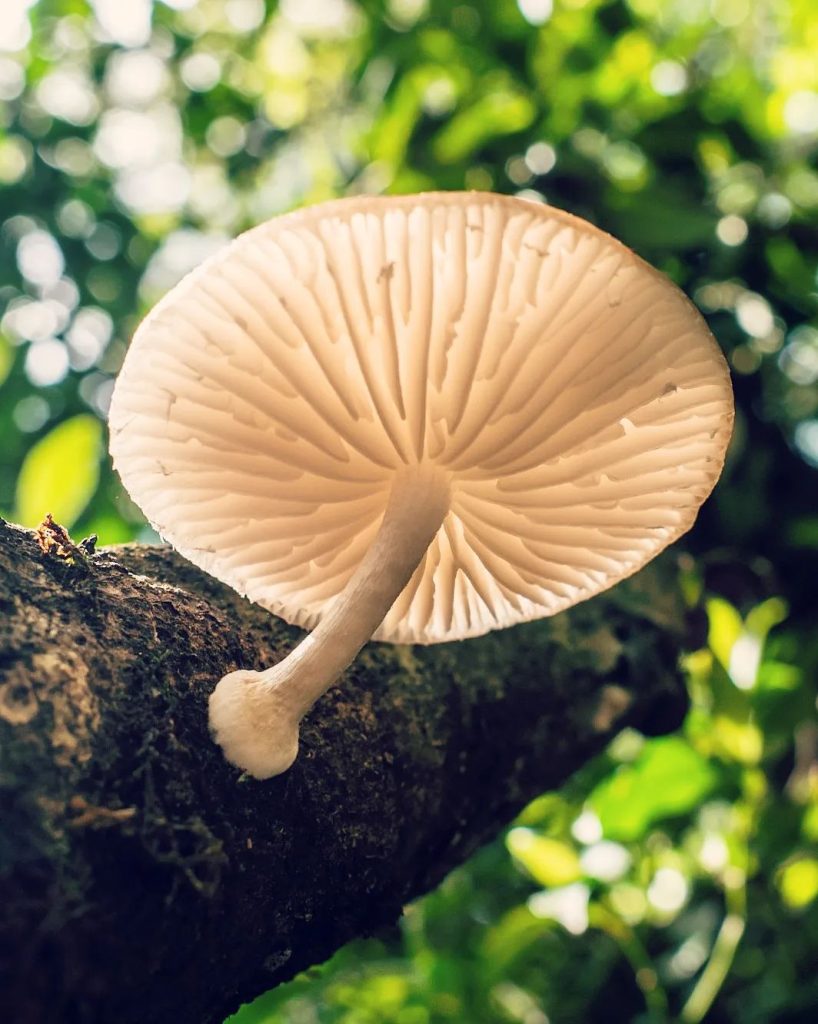 Oudemansiella platensis na Serra Gaúcha