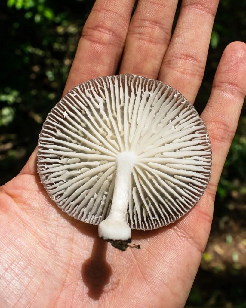 Oudemansiella platensis na Serra Gaúcha