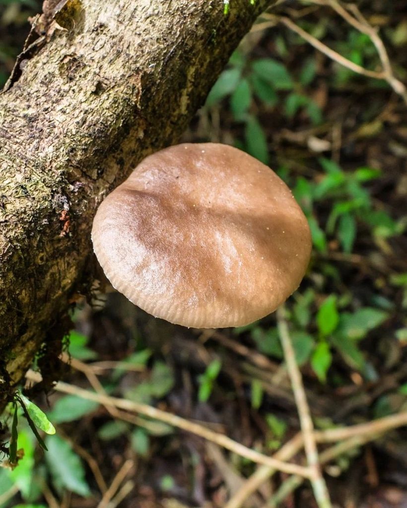 Oudemansiella platensis na Serra Gaúcha