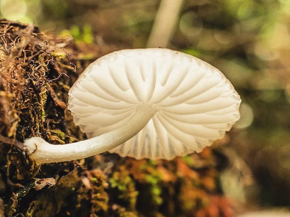 Oudemansiella platensis | Cogumelo selvagem comestível