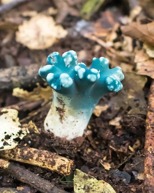 Phaeoclavulina cyanocephala, fungo azul na Serra Gaúcha