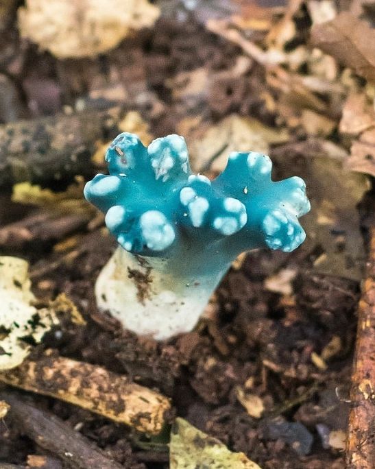 Phaeoclavulina cyanocephala, fungo azul na Serra Gaúcha