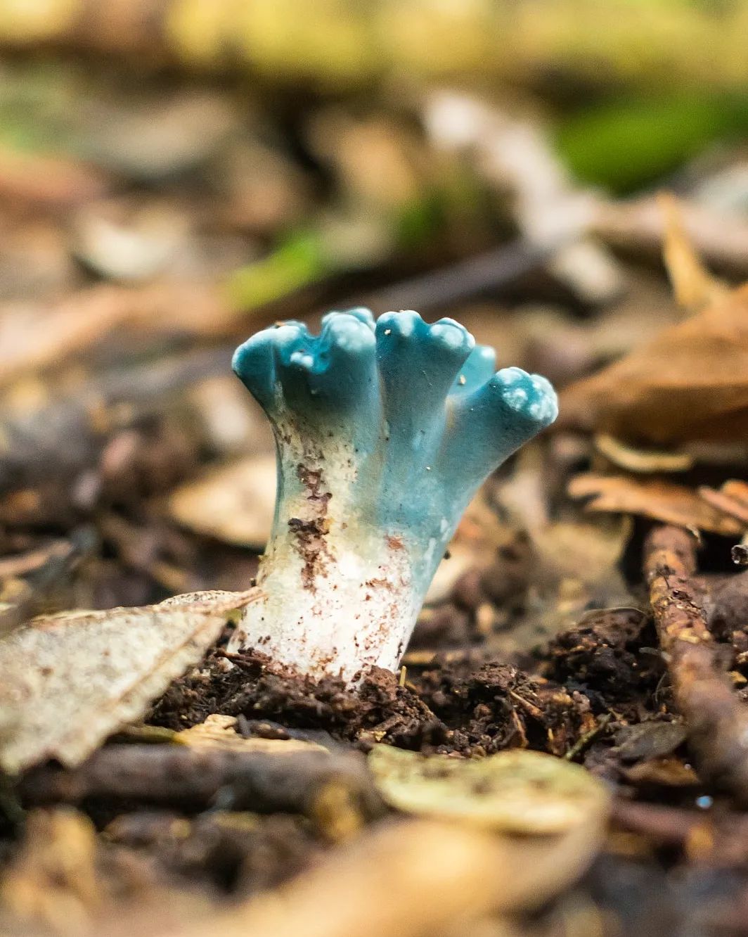 Phaeoclavulina cyanocephala, fungo azul na Serra Gaúcha