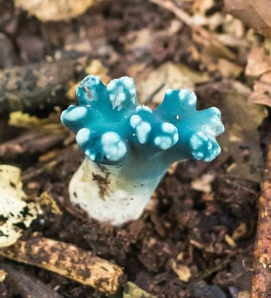 Phaeoclavulina cyanocephala | Fungo azul na Serra Gaúcha