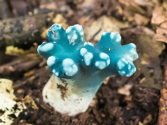 Phaeoclavulina cyanocephala | A blue coral mushroom