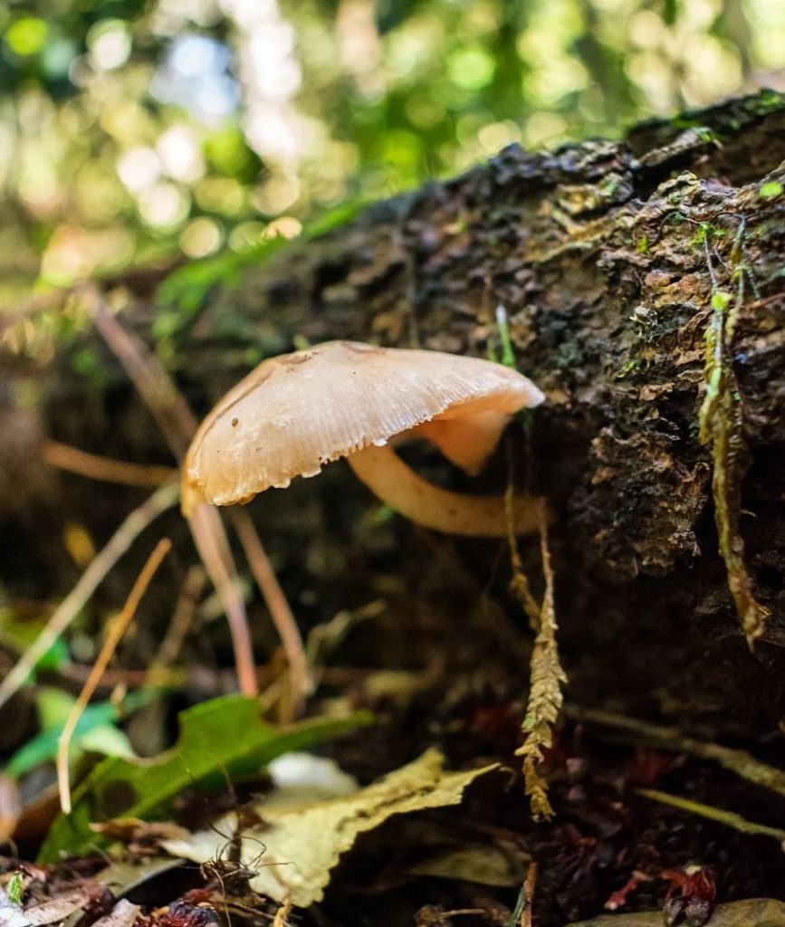 Pluteus cervinus na Serra Gaúcha