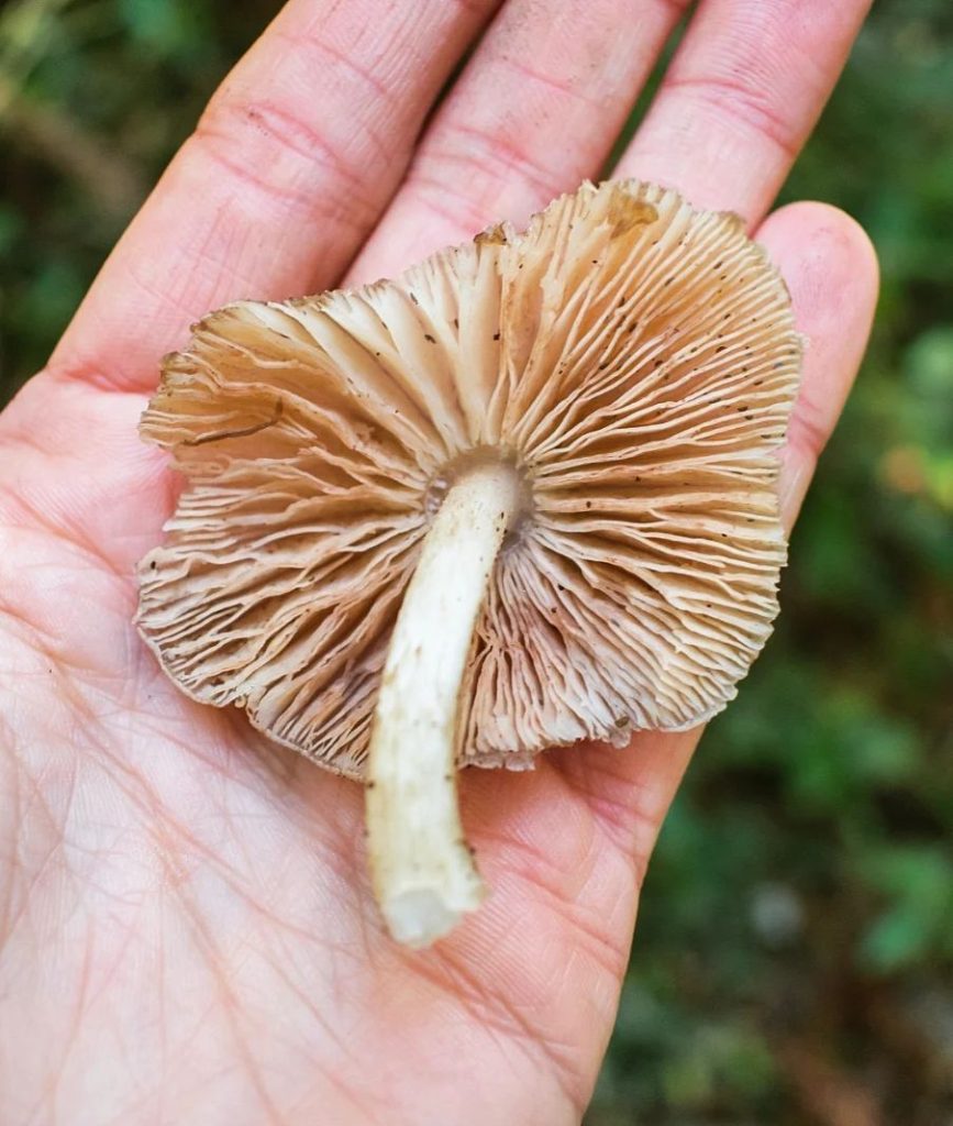 Pluteus cervinus na Serra Gaúcha