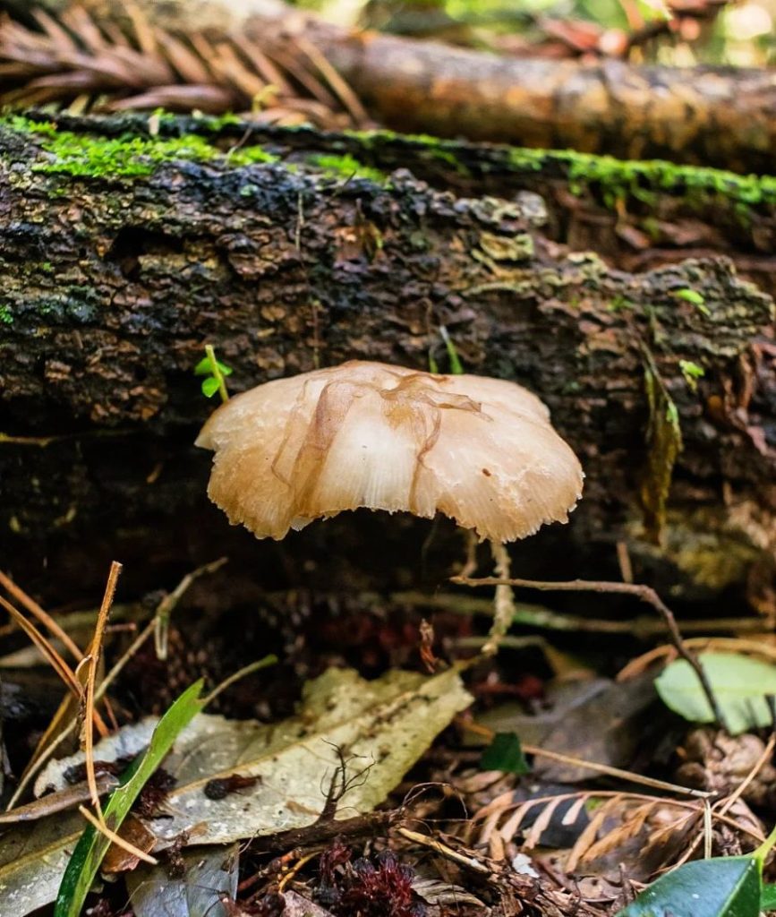 Pluteus cervinus na Serra Gaúcha