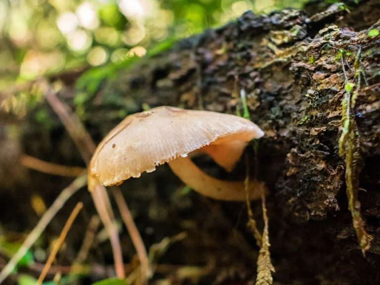 Pluteus cervinus | Cogumelo do veado