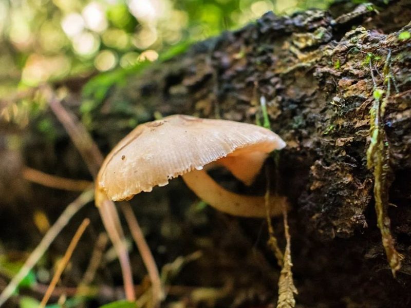 Pluteus cervinus | Cogumelo do veado