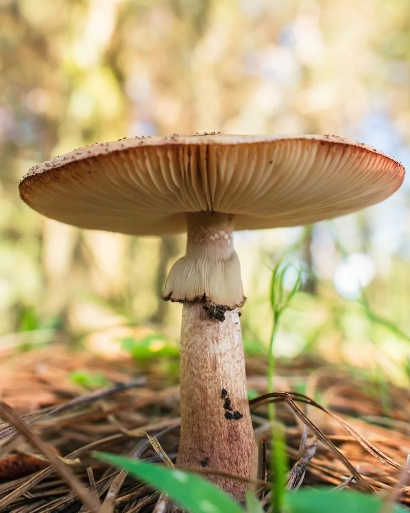 Amanita rubescens na Serra Gaúcha