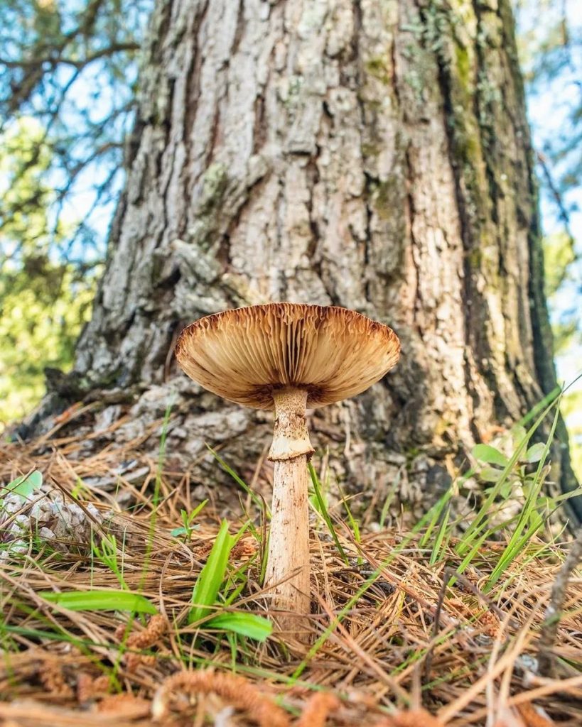 Amanita rubescens na Serra Gaúcha