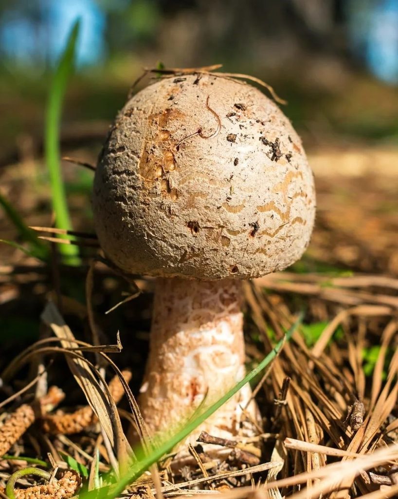 Amanita rubescens na Serra Gaúcha