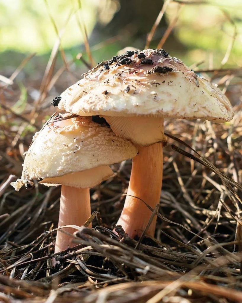 Amanita rubescens na Serra Gaúcha