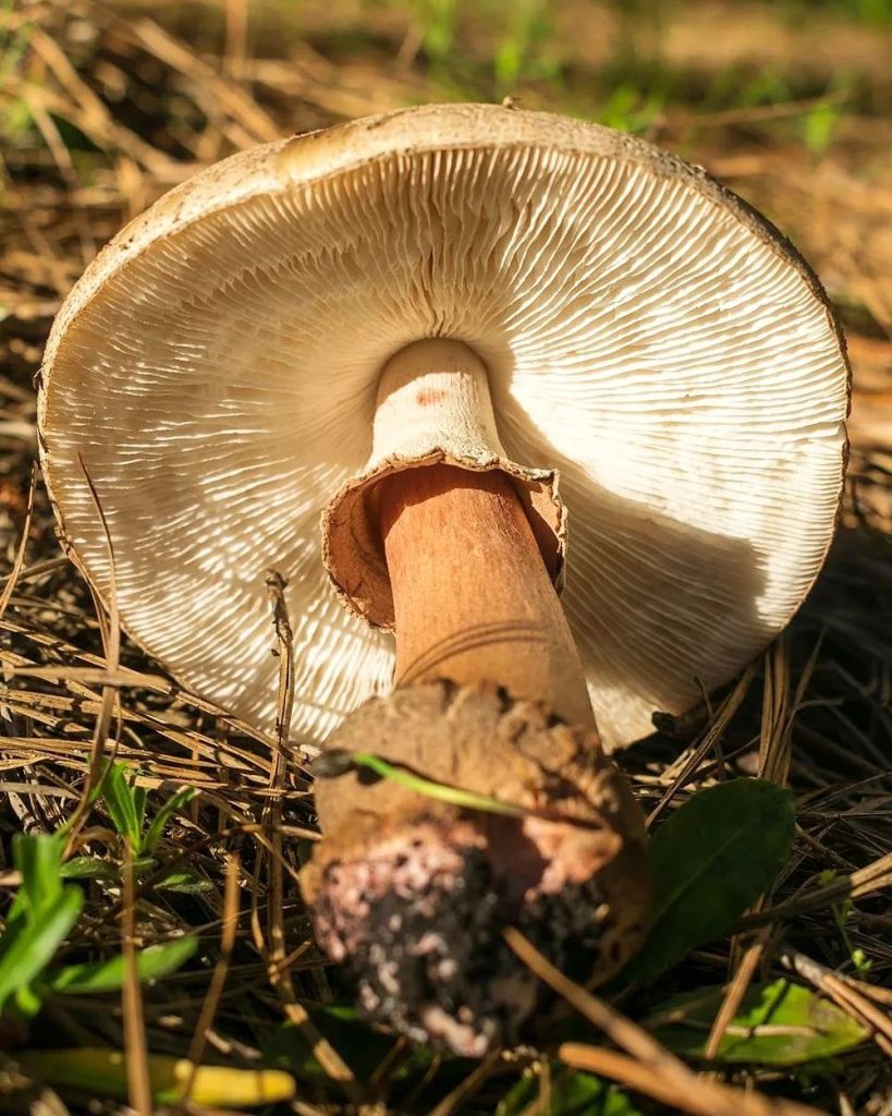 Amanita rubescens na Serra Gaúcha