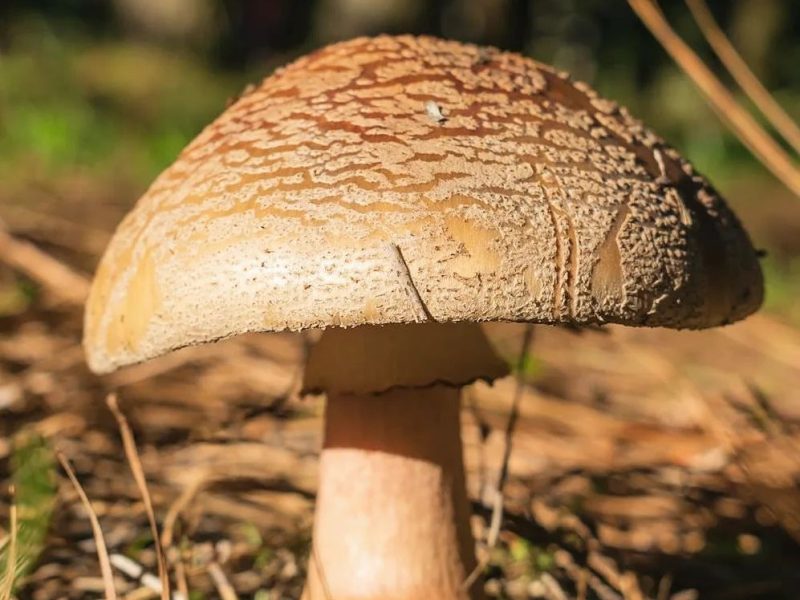 Amanita rubescens | Um encontro na primavera