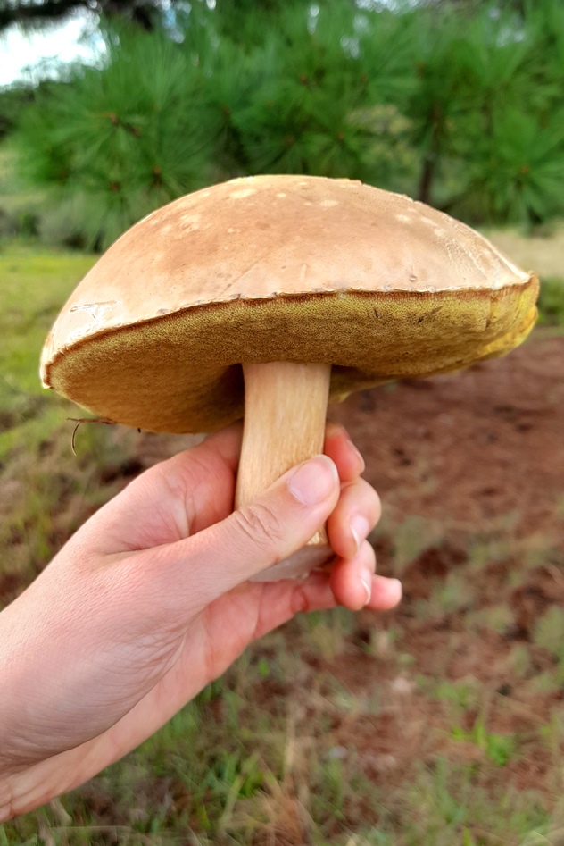 Cogumelo Porcini (Boletus edulis) na Serra Gaúcha