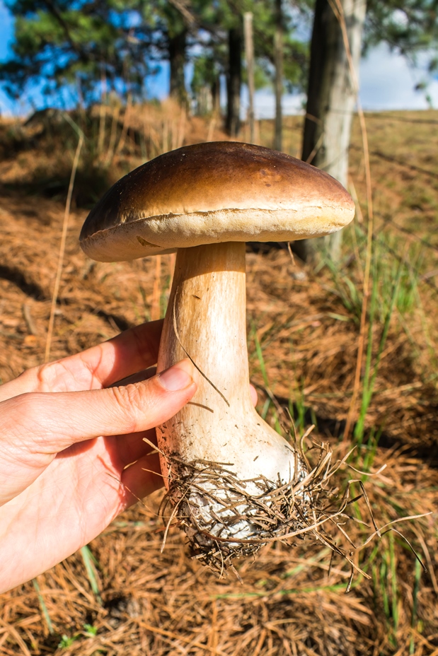 Cogumelo Porcini (Boletus edulis) na Serra Gaúcha