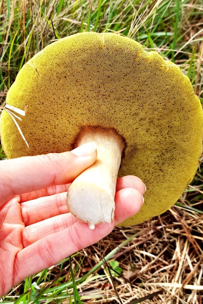 Cogumelo Porcini (Boletus edulis) na Serra Gaúcha