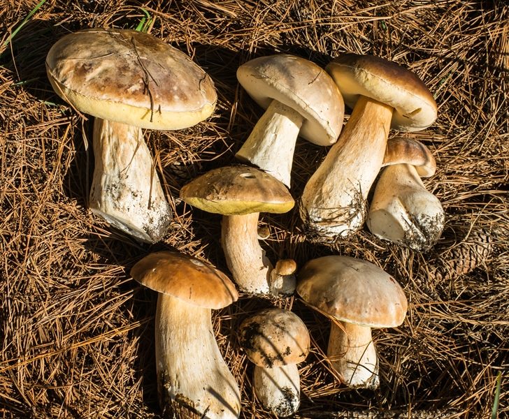 Porcini (Boletus edulis) | Cogumelo selvagem comestível no Brasil