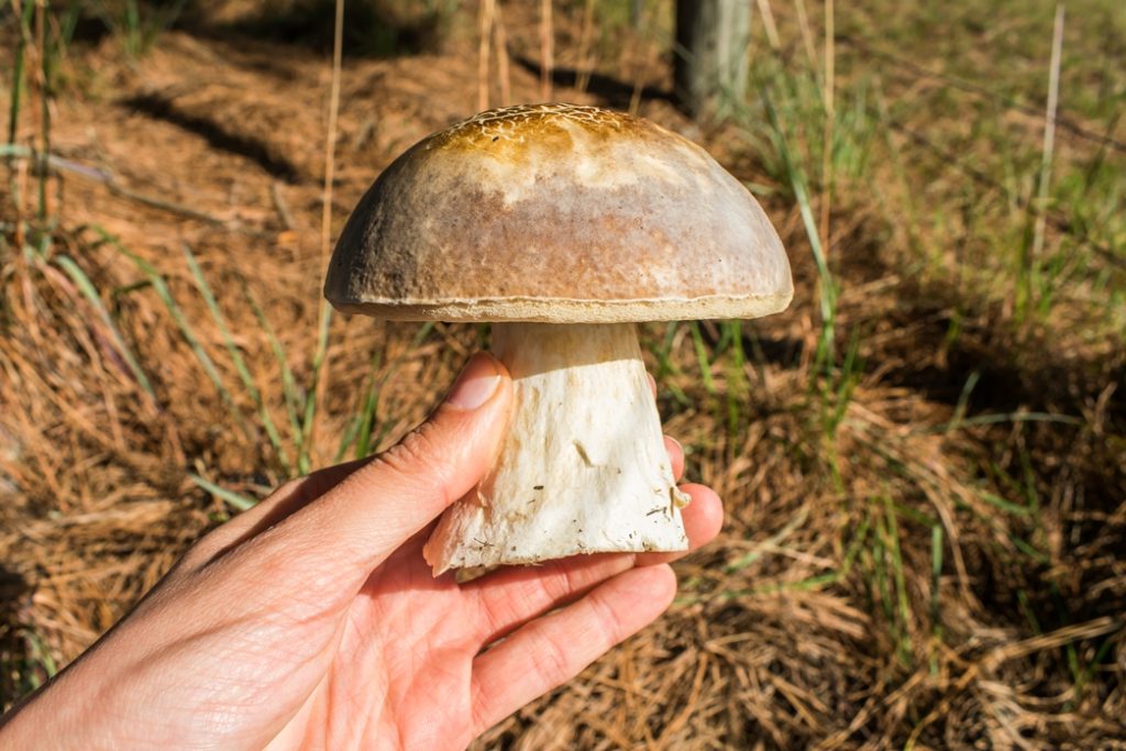 Cogumelos Selvagens da Mata Atlântica 