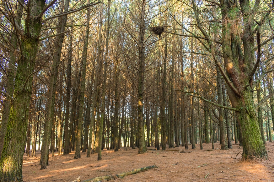Floresta de Pinus em São Francisco de Paula