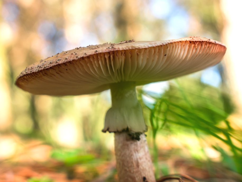 Diferença entre Fungos, Cogumelos e Macrofungos
