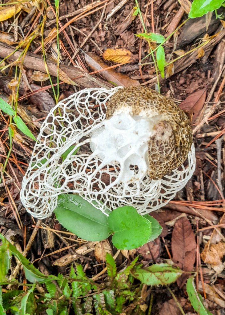 Phallus indusiatus na Serra Gaúcha