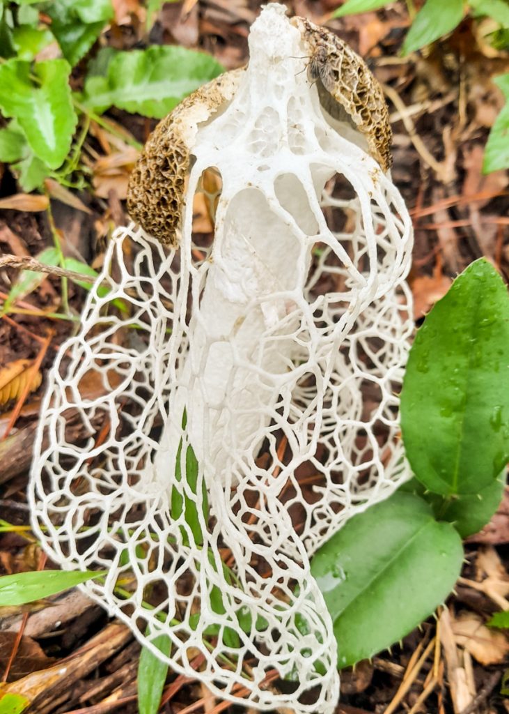 Phallus indusiatus na Serra Gaúcha