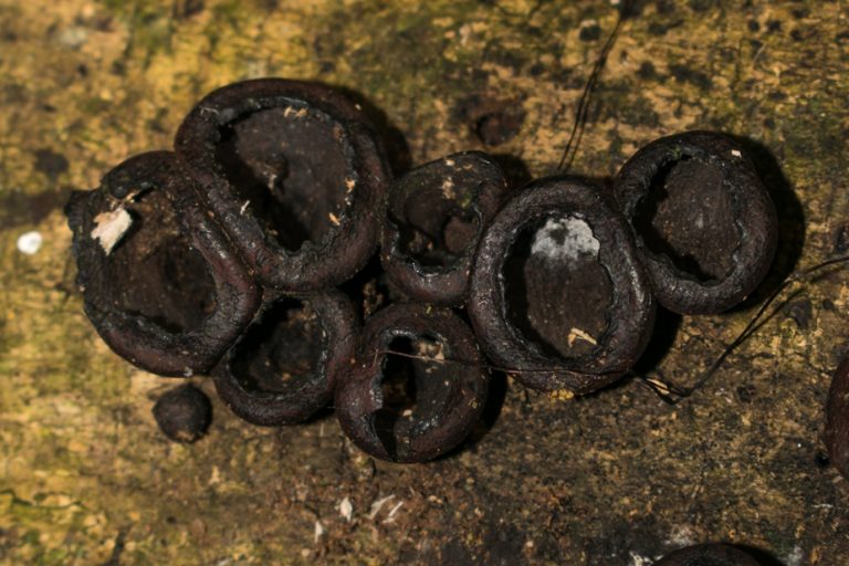 Phylacia turbinata | Fungo Botão de camisa