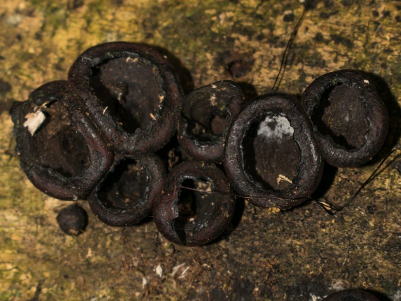 Phylacia turbinata | Fungo Botão de camisa