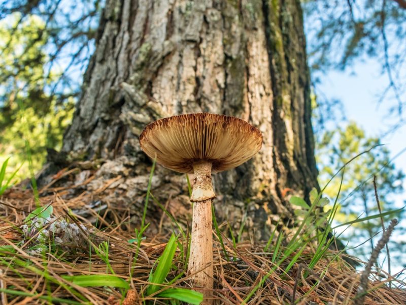 Cogumelos em florestas de Pinus na Serra Gaúcha