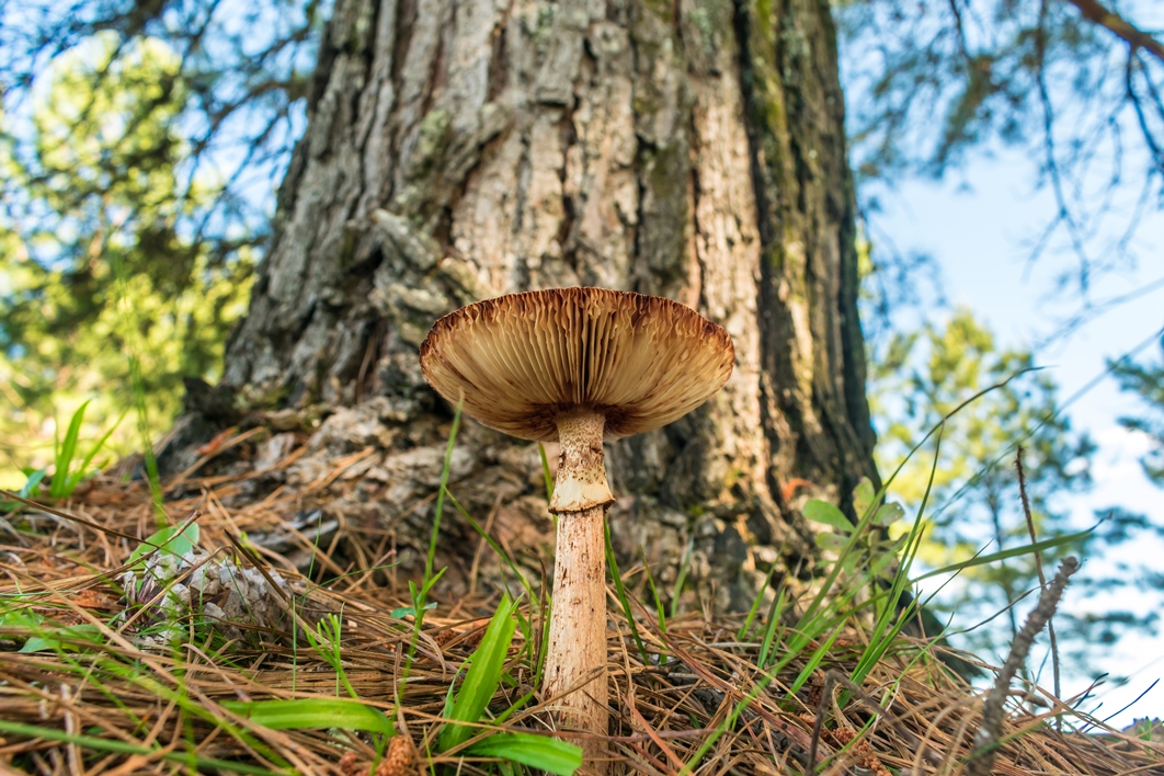 Cogumelos em florestas de Pinus na Serra Gaúcha