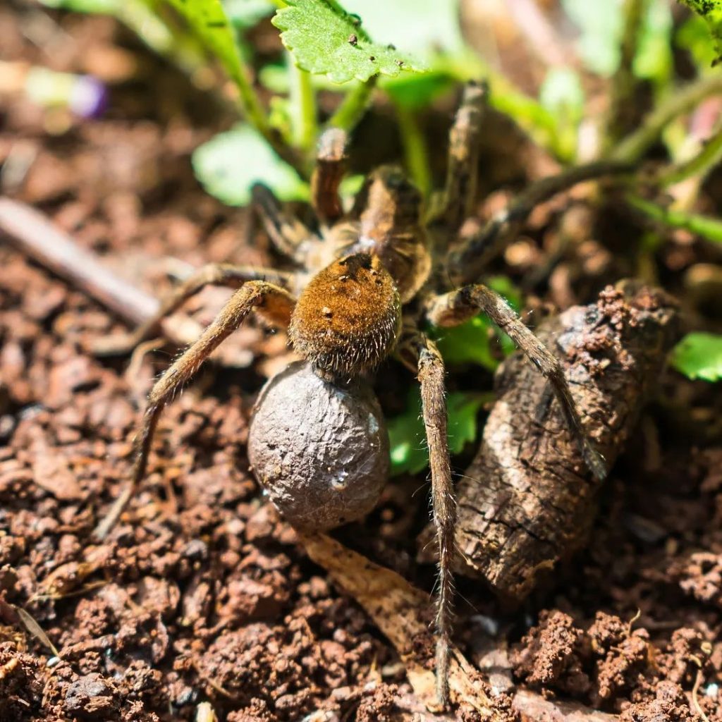 Aranha-lobo (Lycosa erythrognatha) com ooteca