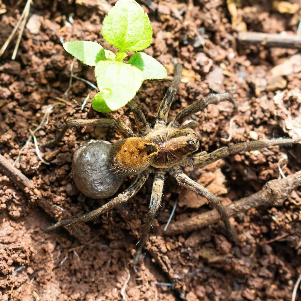 Aranha-lobo (Lycosa erythrognatha) na Serra Gaúcha